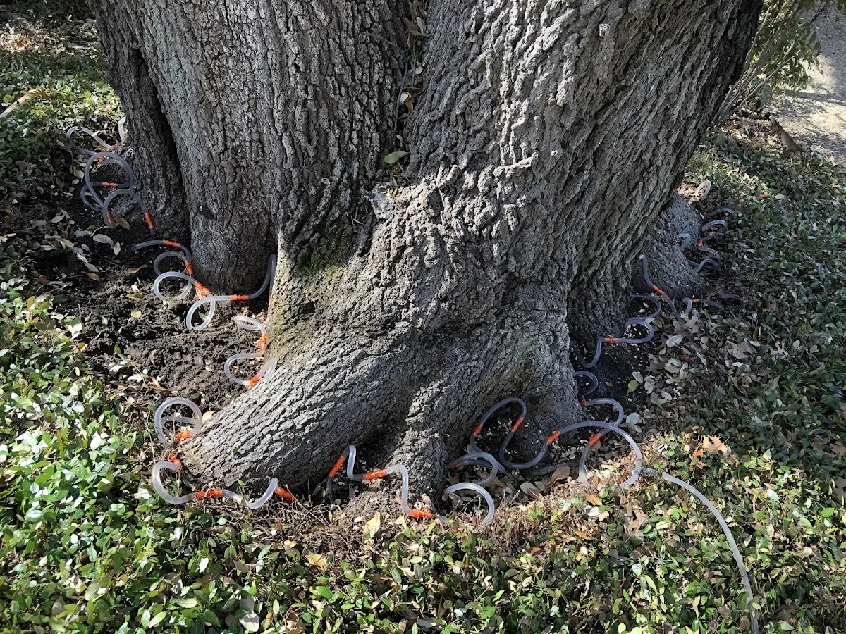 Detailed Tree Cabling and Bracing job site in Doe Run