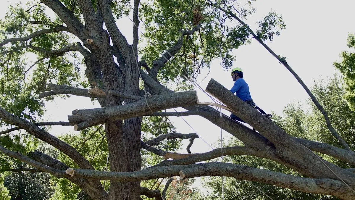 Professional Crown Thinning performed by certified arborists in Doe Run