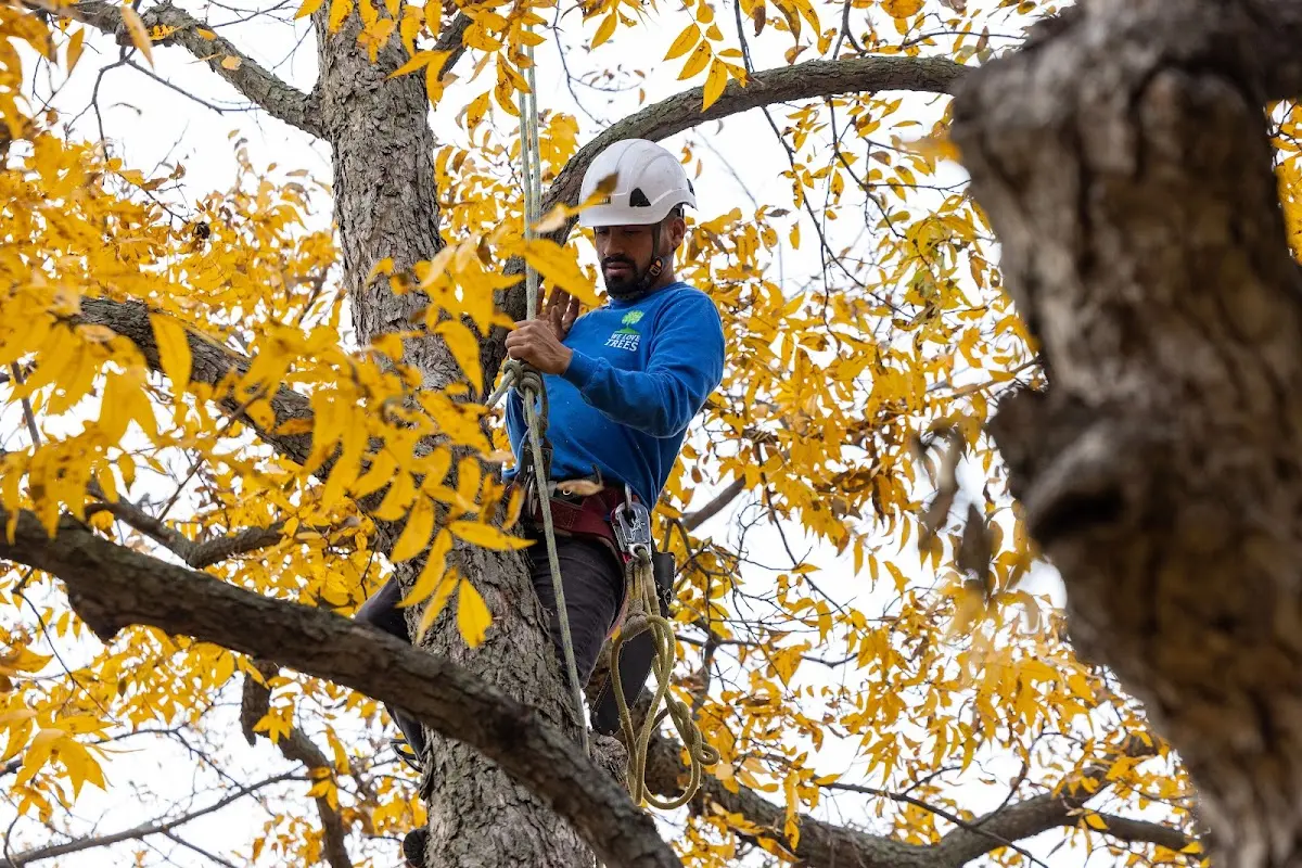 Skilled Storm Damage Cleanup crew working in Doe Run